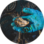 Load image into Gallery viewer, BAYWATER INDIGOS
