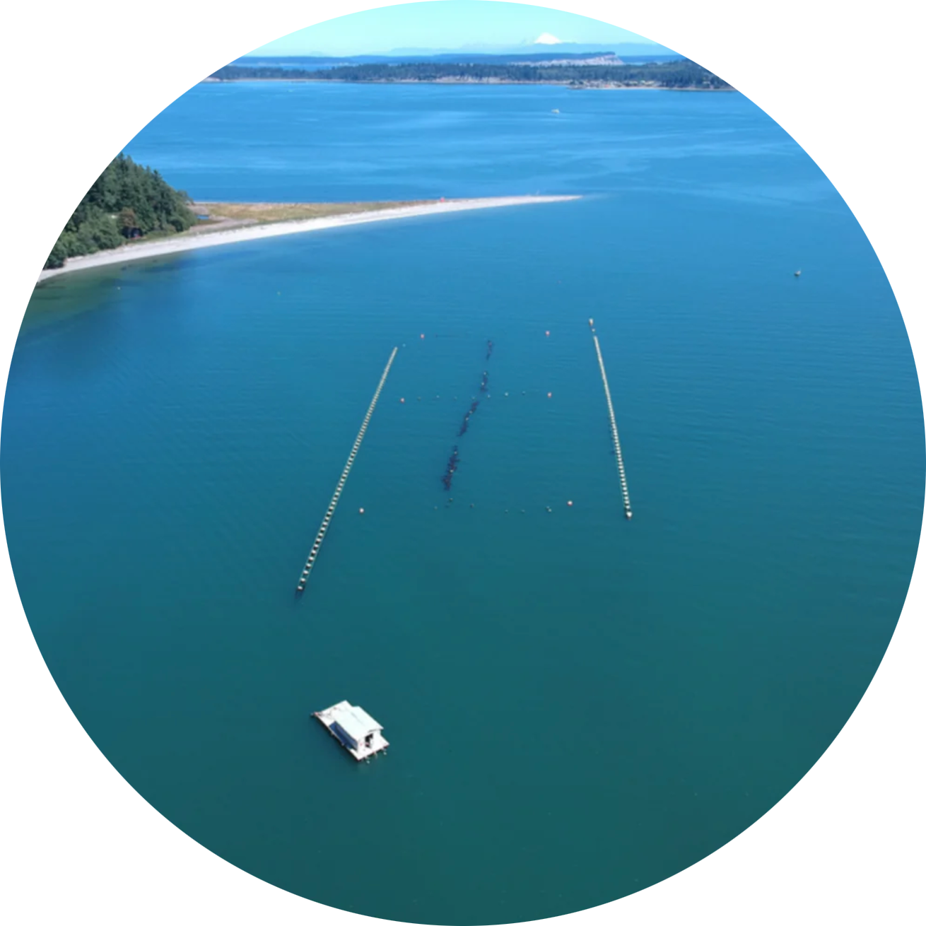 BAYWATER INDIGOS